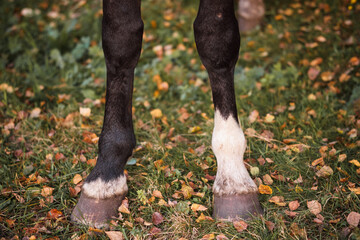 Two black horse hooves on a background of autumn grass