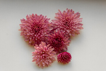 The magic of chrysanthemum flowers on a light background