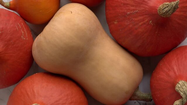 Butternut squash between hokkaido pumpkin top view. Table rotating.