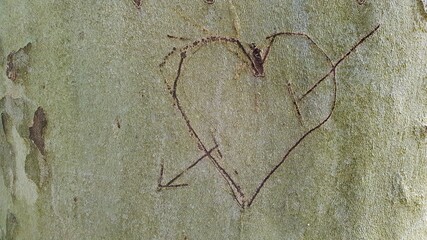 A heart pierced by an arrow engraved in the bark of a beech as a symbol of passionate love.