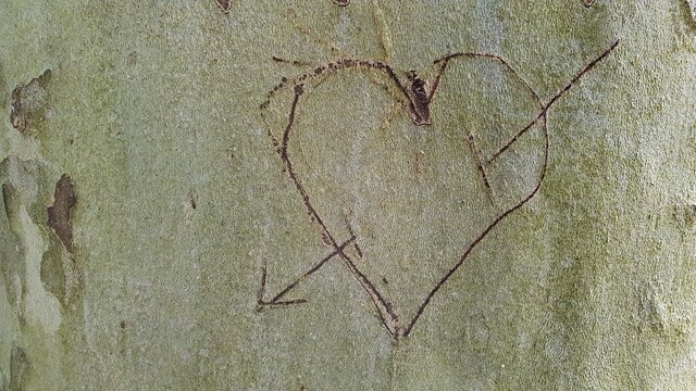 A heart pierced by an arrow engraved in the bark of a beech as a symbol of passionate love.