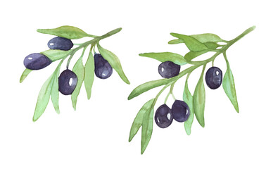 Watercolor olive sprigs. Vector illustration. Olive branches with fruits.