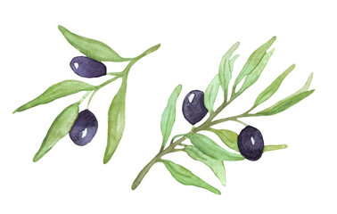 Watercolor olive sprigs. Vector illustration. Olive branches with fruits.