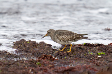 Purple sandpiper, Calidris maritima