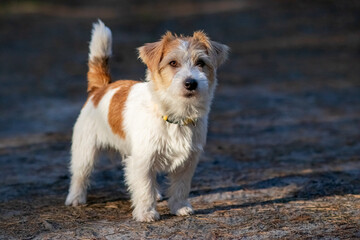 Wirehaired Jack Russell Terrier puppy running on the grass at dusk