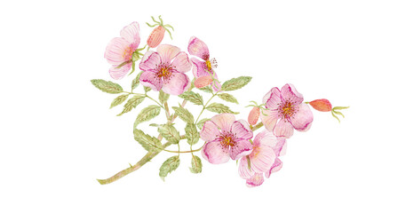 Fototapeta na wymiar Flowers and rose hips on a branch. Medicinal, flowering, forest plant. Watercolor.