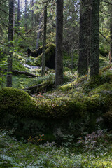 Twilight forest, illuminated by rare rays of the sun. Vertically growing and fallen trunks of coniferous trees. Hilly ground, huge stones covered with a thick layer of green moss, grass and greenery