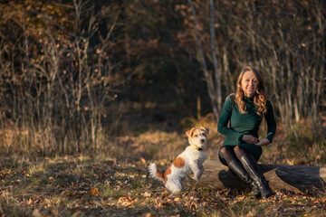 Fototapeta premium Wire-haired Jack Russell Terrier puppy stands in front of a girl's feet in an autumn park
