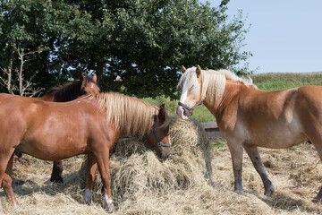 Drei Pferde aus der Weide