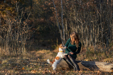 Fototapeta premium Wire-haired Jack Russell Terrier puppy stands in front of a girl's feet in an autumn park
