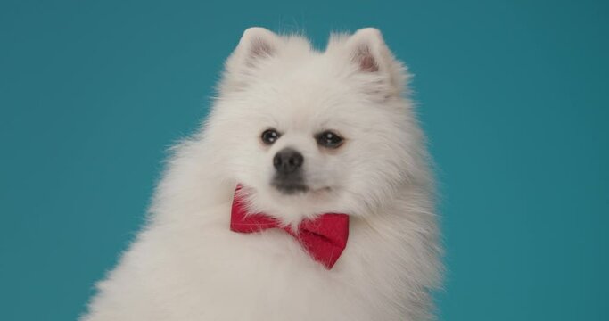 little pomeranian dog turning his face at the camera, wearing a red bowtie, licking his mouth