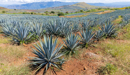 Landscape of agave plants to produce tequila