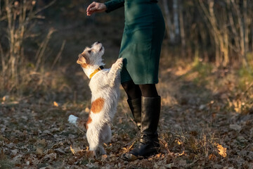 Wire-haired Jack Russell Terrier puppy stands in front of a girl's feet in an autumn park