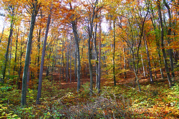 Wonderful view of an Autumn forest. Scenic Landscape with pleasant warm Sunshine. Autumn Nature Background.