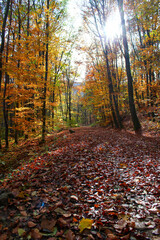 Idyllic Hiking trail in autumn. Fully coverd with leaves. Autumn Nature Background.