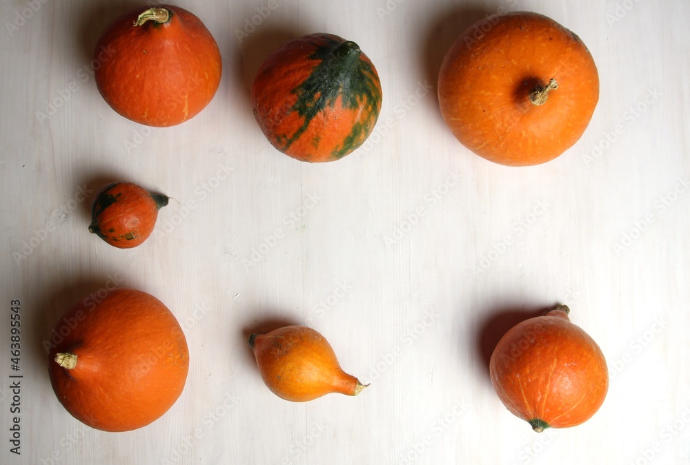 Poster Orange pumpkins as halloween card frame on white background with copy space