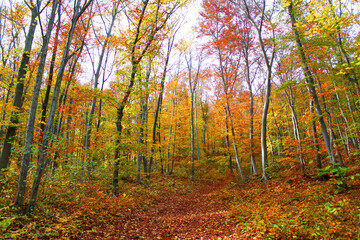 Idyllic Hiking trail in autumn. Fully coverd with leaves. Autumn Nature Background.