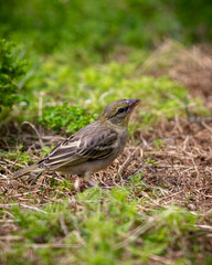 robin on the grass