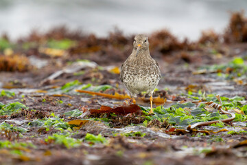 Purple sandpiper, Calidris maritima