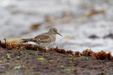Purple sandpiper, Calidris maritima