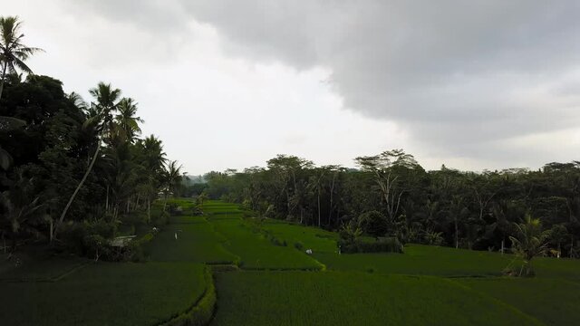 Bali Rice Field 4k