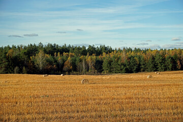 Fototapeta na wymiar Sunny day in October. Golden autumn. Rural view. Compressed field and forest on the horizon