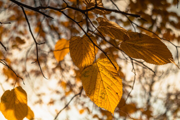 Obraz premium Yellow autumn leaves on a linden tree in the backlight.