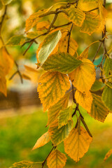 Bright yellow birch leaves on the tree in the autumn season.