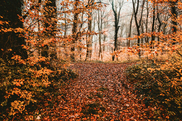 Naklejka premium beautiful foggy forest in autumn