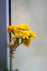 Photo of yellow small flowers on the windowsill