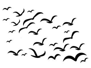 Silhouettes of groups of  birds on white. Vector