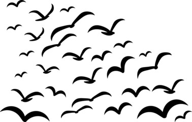Silhouettes of groups of  birds on white. Vector
