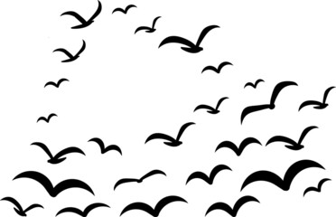 Silhouettes of groups of  birds on white. Vector