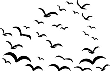 Silhouettes of groups of  birds on white. Vector