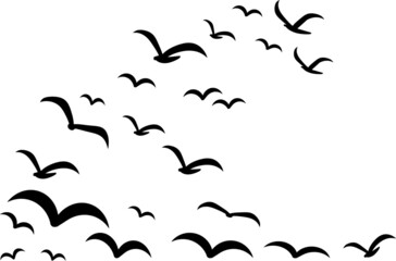 Silhouettes of groups of  birds on white. Vector