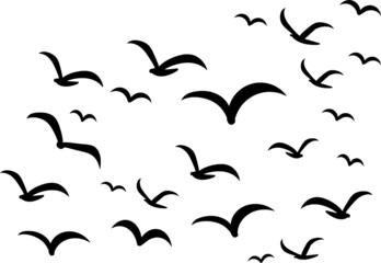 Silhouettes of groups of  birds on white. Vector
