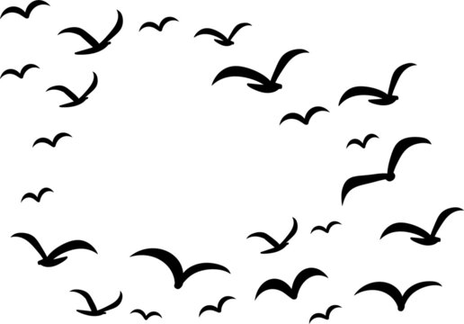 Silhouettes of groups of  birds on white. Vector