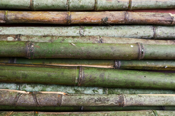 close-up of green bamboo pile