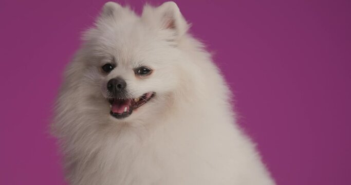 pomeranian dog panting and sitting against purple background