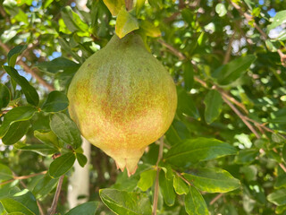Green pomegranate fruit on a young light green tree