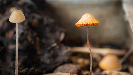 Small mushrooms in pots, naturally after the rain, cannot be used as food.