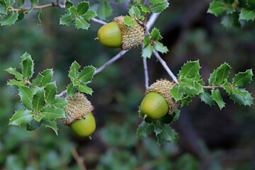 Acorns among green leaves in the forest.