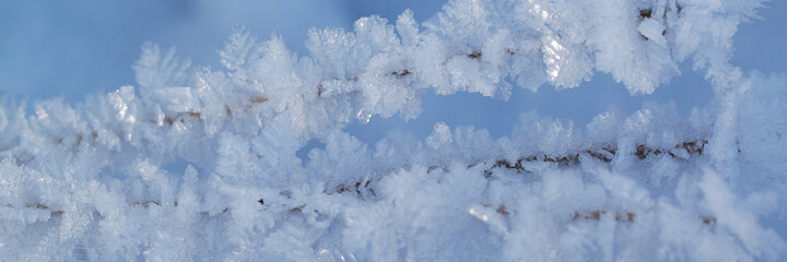 branches in beautiful crystals of frost