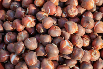 Red Dutch tulip bulbs