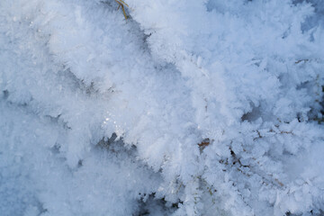 branches and grass in snowdrifts with crystals in a snow-covered wild forest or field