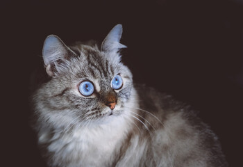 Beautiful gray fluffy cat with blue eyes.