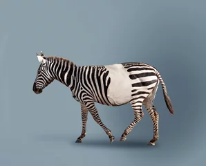 Foto op Canvas Klimaatprobleem concept zebra en vervaagde strepen © Sergey Novikov