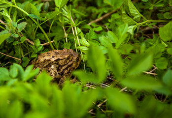Photo of frog in green leaves in the forest