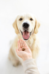owner give in hand his golden retriever dog delicious feed on white backgroung
