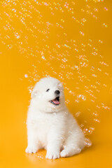 samoyed puppy dog with bubbles on yellow background © Krystsina